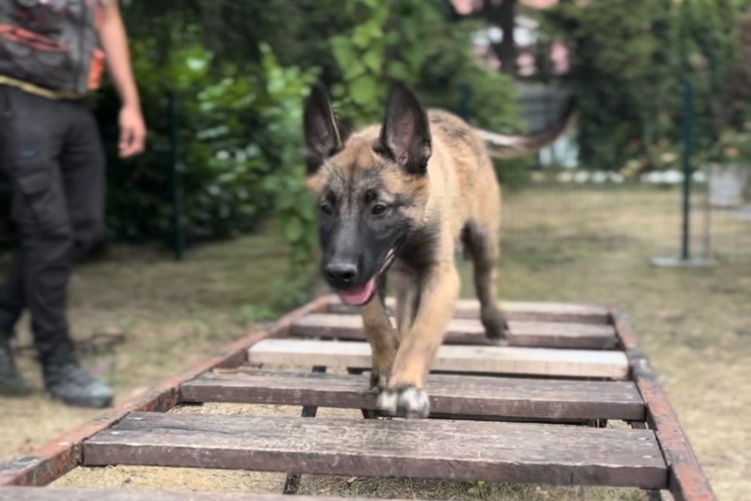 Hanki er en livlig hund som elsker aktivitet og oppgaver hun får under opplæringen som minehund. Foto: Norsk Folkehjelp.
